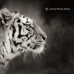 smartphotoeditor 800