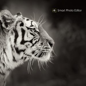  smartphotoeditor 800